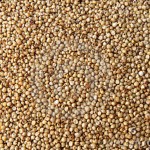 Sorghum